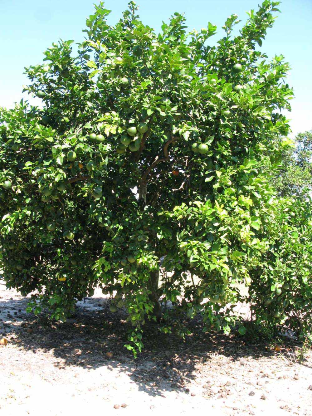              Habit (Winter Haven, FL)       